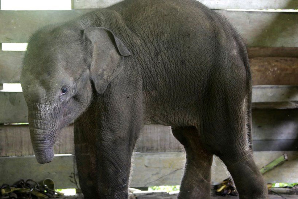 শুঁড় হারানোর পর এবার প্রাণও হারাল সেই হাতিশাবকটি