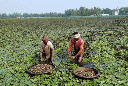 বগুড়ায় পানিফল চাষে আগ্রহ বাড়ছে কৃষকের
