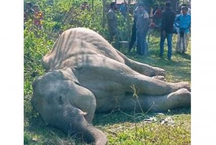                 
বন্য হাতি হত্যায় মামলা
