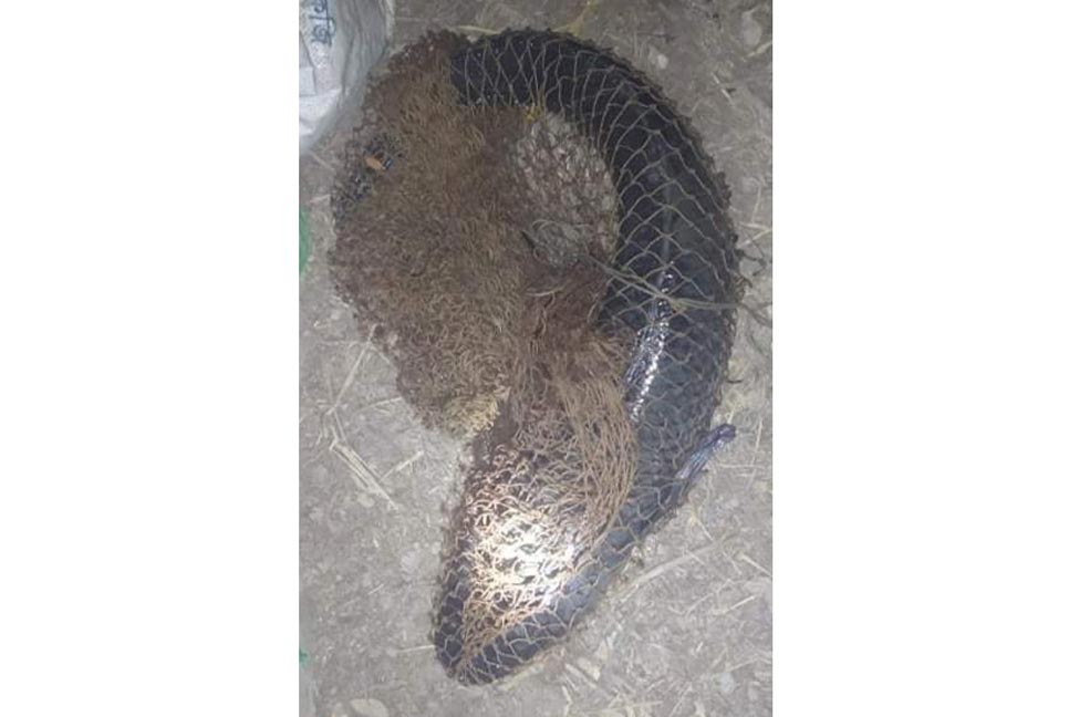 বড়শিতে ১৩ কেজি ওজনের বিলুপ্তপ্রায় গজাল মাছ