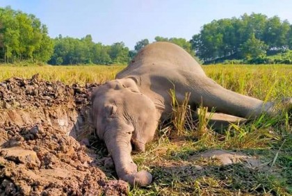 শেরপুরে আবারও বন্য হাতির মৃত্যু
