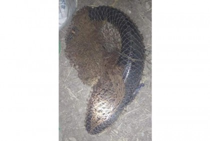 বড়শিতে ১৩ কেজি ওজনের বিলুপ্তপ্রায় গজাল মাছ