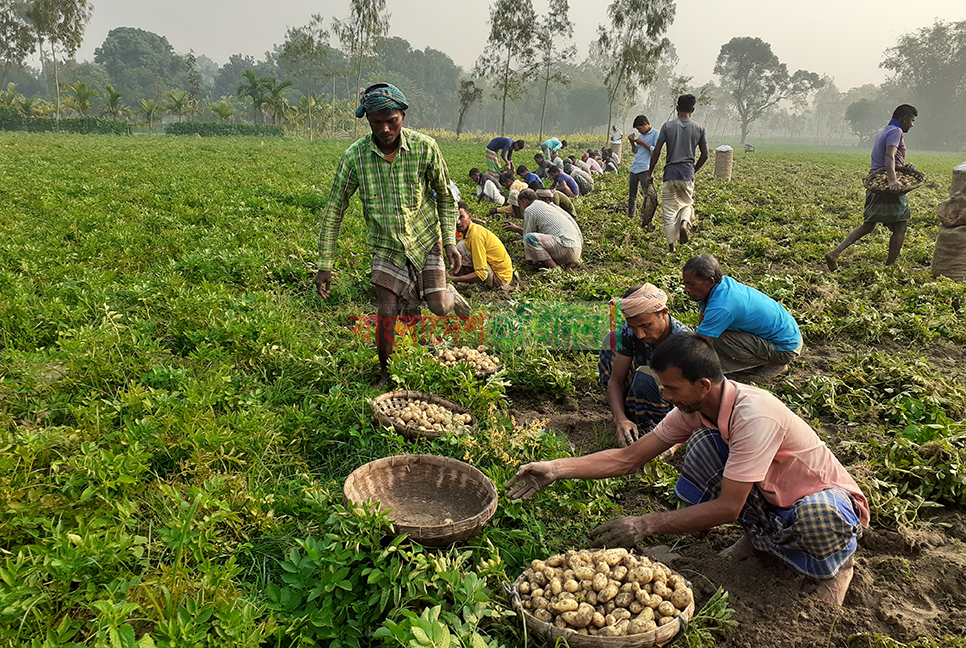 আগাম আলু তুলতে ব্যস্ত নীলফামারীর কৃষকেরা  