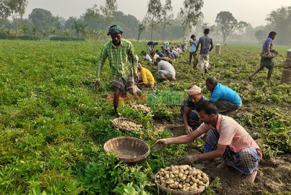 আগাম আলু তুলতে ব্যস্ত নীলফামারীর কৃষকেরা  