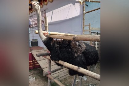 জীবিত উট পাখি নিয়ে কাউন্সিলর প্রার্থীর বিরুদ্ধে প্রচারণার অভিযোগ