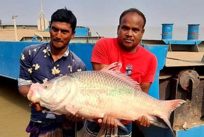 রাজবাড়ীর পদ্মায় মিলল ১৫ কেজির কাতল