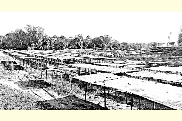 মাছশূন্য আত্রাইয়ের শুঁটকিপল্লী