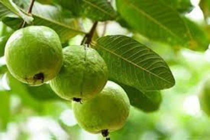 পেয়ারার পুষ্টিগুণ ও স্বাস্থ্য উপকারিতা 