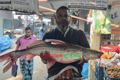জেলের জালে ধরা পড়ল ৫ কেজির আইড় মাছ