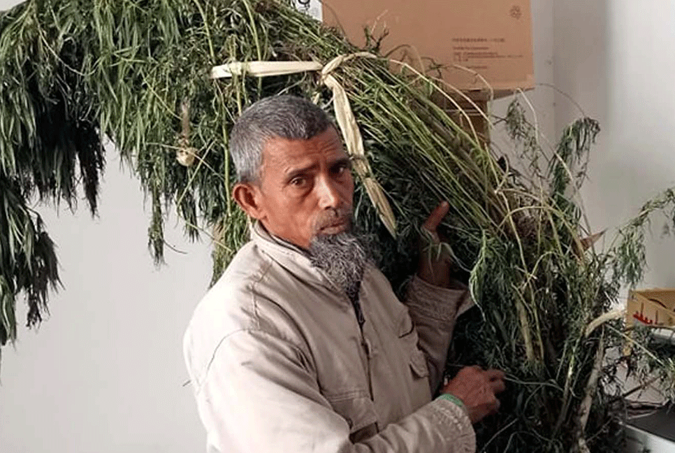 বগুড়ায় গাঁজা গাছসহ মাদক ব্যবসায়ী গ্রেফতার  