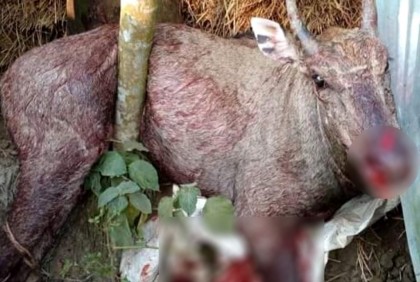 বিলুপ্তপ্রায় নীলগাই উদ্ধারের পরে চিকিৎসাধীন অবস্থায় মৃত্যু