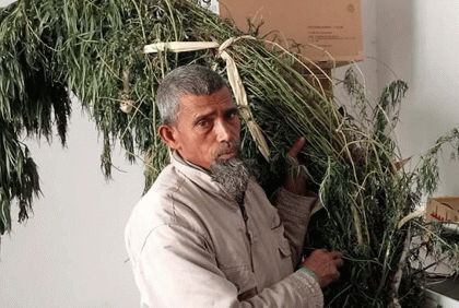 বগুড়ায় গাঁজা গাছসহ মাদক ব্যবসায়ী গ্রেফতার  