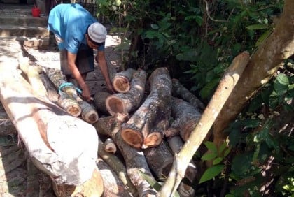 রাজাপুরে চেয়ারম্যানের বিরুদ্ধে সরকারি গাছ বিক্রির অভিযোগ