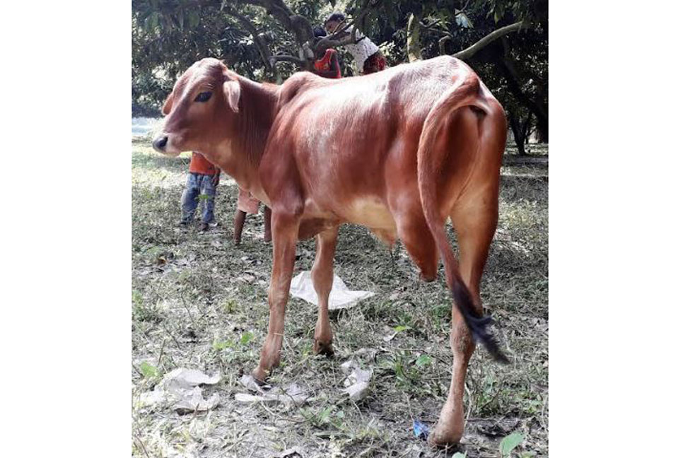 বাছুরের তিন পা দেখতে ভিড়