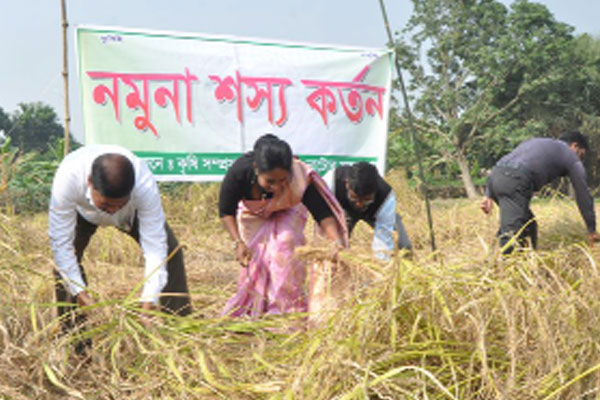 প্রথমবারের মতো ব্ল্যাক রাইস চাষ