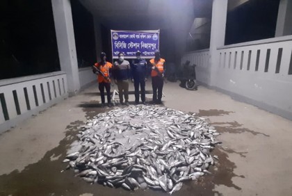 পটুয়াখালীতে এক হাজার কেজি জাটকা জব্দ