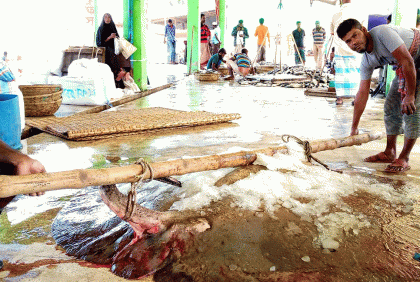 জেলের জালে ৭ মণের শাপলাপাতা মাছ