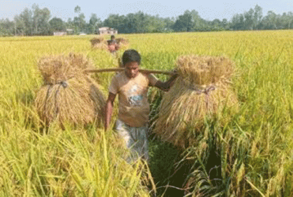 বগুড়ায় আমন ধান ঘরে তুলতে ব্যস্ত কৃষক