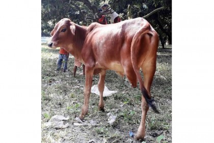বাছুরের তিন পা দেখতে ভিড়