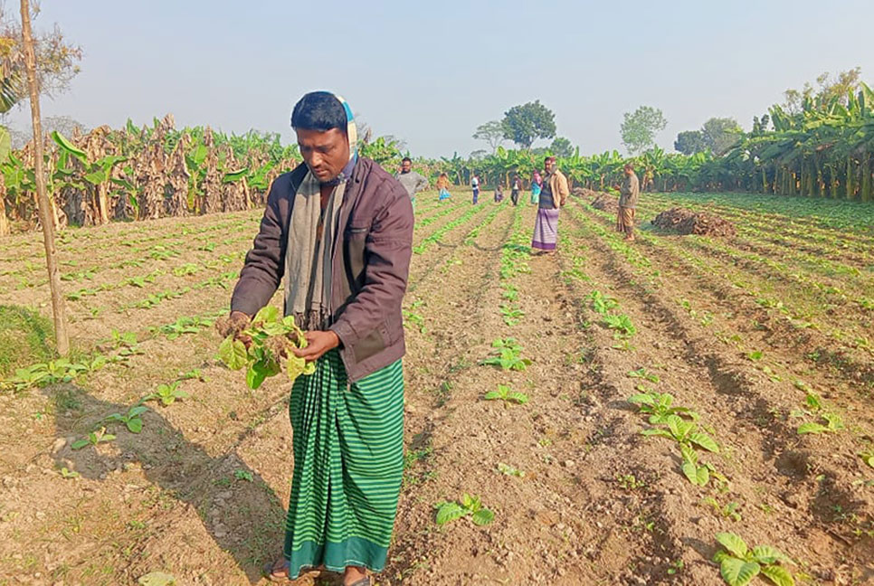 নির্বাচনী প্রতিহিংসা; তিন বিঘা জমির তামাক কেটে নষ্ট
