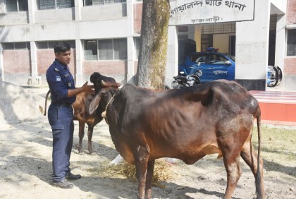 ৪ গরুর মালিককে খুঁজছে পুলিশ


