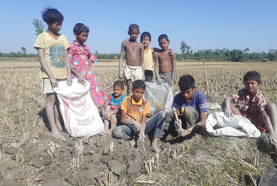 ইঁদুরের গর্তে ধান সংগ্রহে মেতে উঠেছে শিশুরা