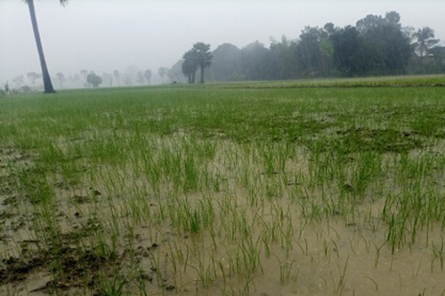 ফরিদপুরে বৃষ্টিতে জন ভোগান্তি চরমে, কৃষির ব্যাপক ক্ষতি  