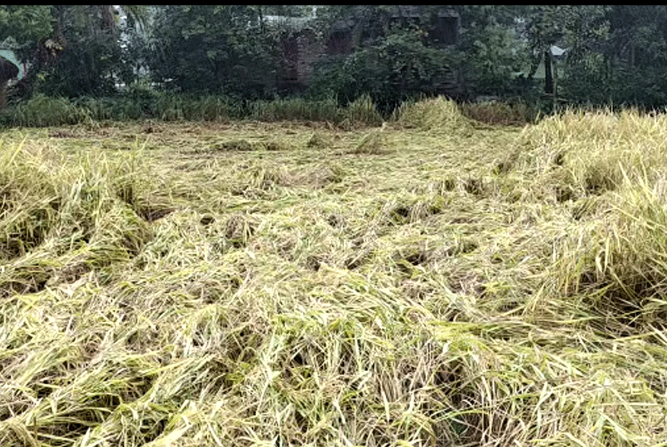 ঘূর্ণিঝড় জাওয়াদের প্রভাবে পটুয়াখালীতে আমন ধানের ক্ষতি