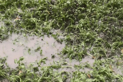 ঝিনাইদহে টানা বৃষ্টিতে ফসলের ক্ষতি
