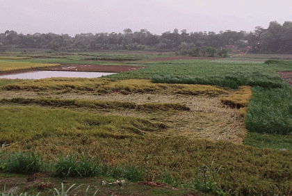 কুমিল্লায় বৃষ্টিতে আমন ধানের ক্ষতি