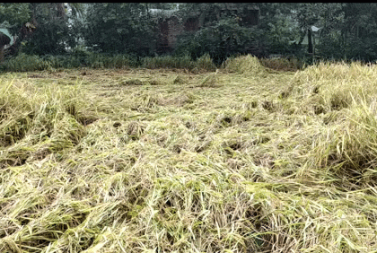 ঘূর্ণিঝড় জাওয়াদের প্রভাবে পটুয়াখালীতে আমন ধানের ক্ষতি