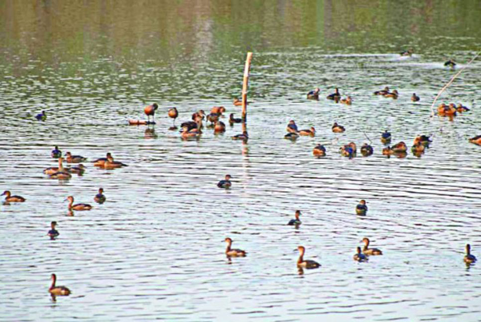ভাড়ারদহ বিলে অতিথি পাখির মেলা