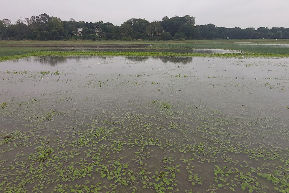 চরভদ্রাসনে অতিবৃষ্টিতে ফসলী জমি ক্ষতিগ্রস্ত