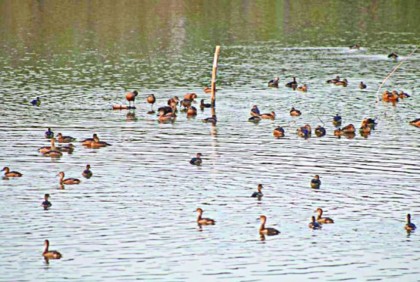 ভাড়ারদহ বিলে অতিথি পাখির মেলা