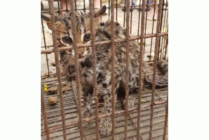 সবজি ক্ষেত থেকে মেছো বাঘ আটক