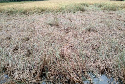 ঘূর্ণিঝড়ের প্রভাবে
বিশ্বনাথে 
সবজি-ফসলের
ক্ষতির আশঙ্কা
