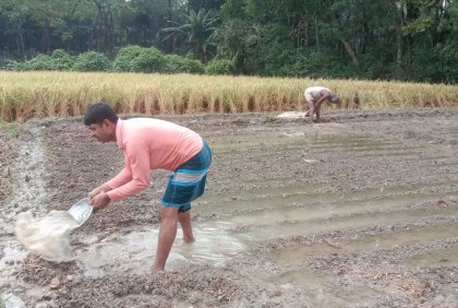 ঘূর্ণিঝড়ের প্রভাবে ভোলায় ফসলের ব্যাপক ক্ষতি