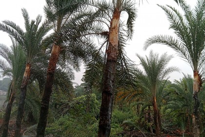 কালিয়াকৈরে খেজুরের রস ও গুড় উৎপাদন  