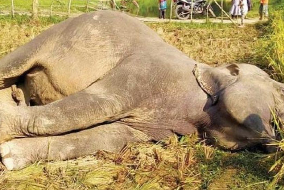 শেরপুরে বন্য হাতির জন্য অভয়াশ্রম হচ্ছে