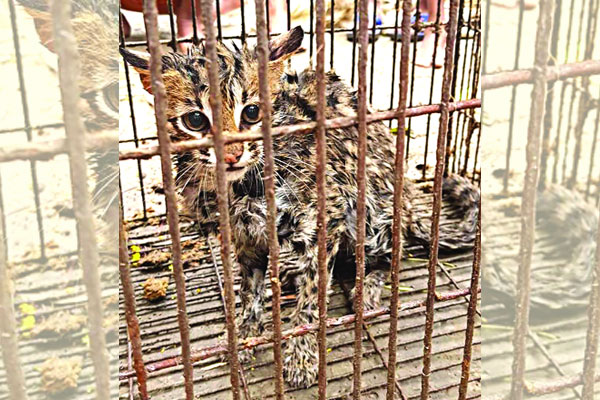 সবজি খেত থেকে মেছো বাঘ উদ্ধার