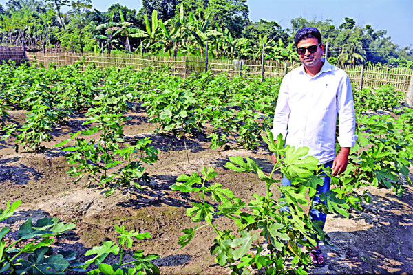 বাণিজ্যিকভাবে ত্বিন ফল চাষ
