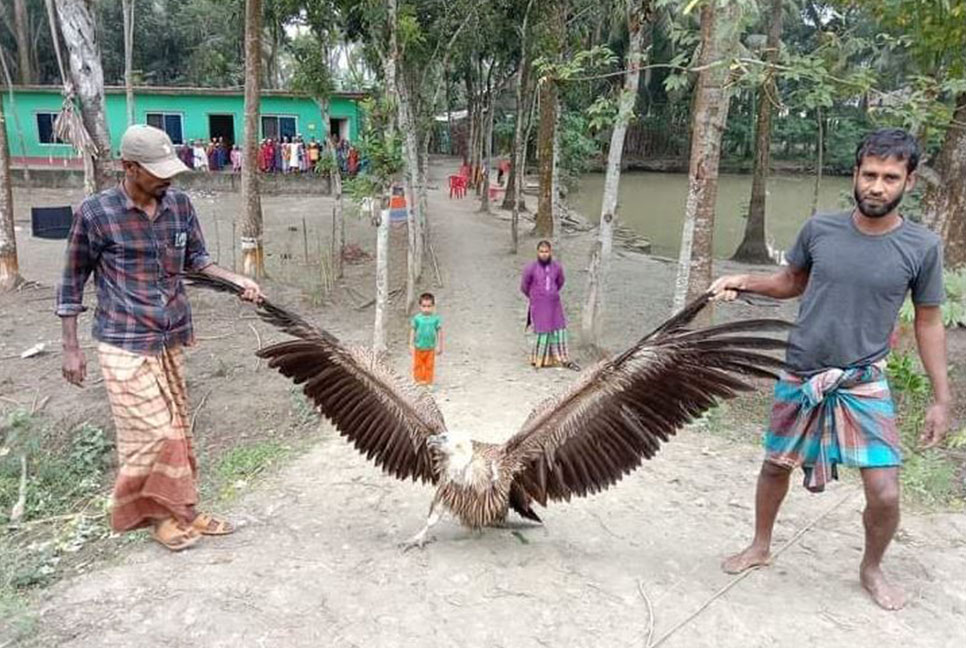 বরগুনায় বিরল প্রজাতির শকুন উদ্ধার