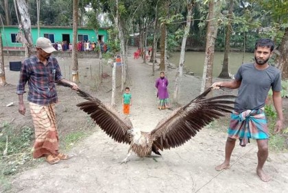 বরগুনায় বিরল প্রজাতির শকুন উদ্ধার