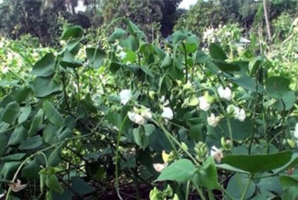 শিম গাছের সাথে শত্রুতা