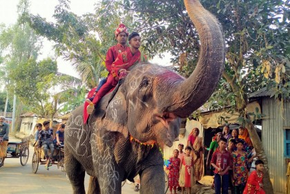 ২৫শ বরযাত্রীসহ হাতির পিঠে চড়ে বিয়ে