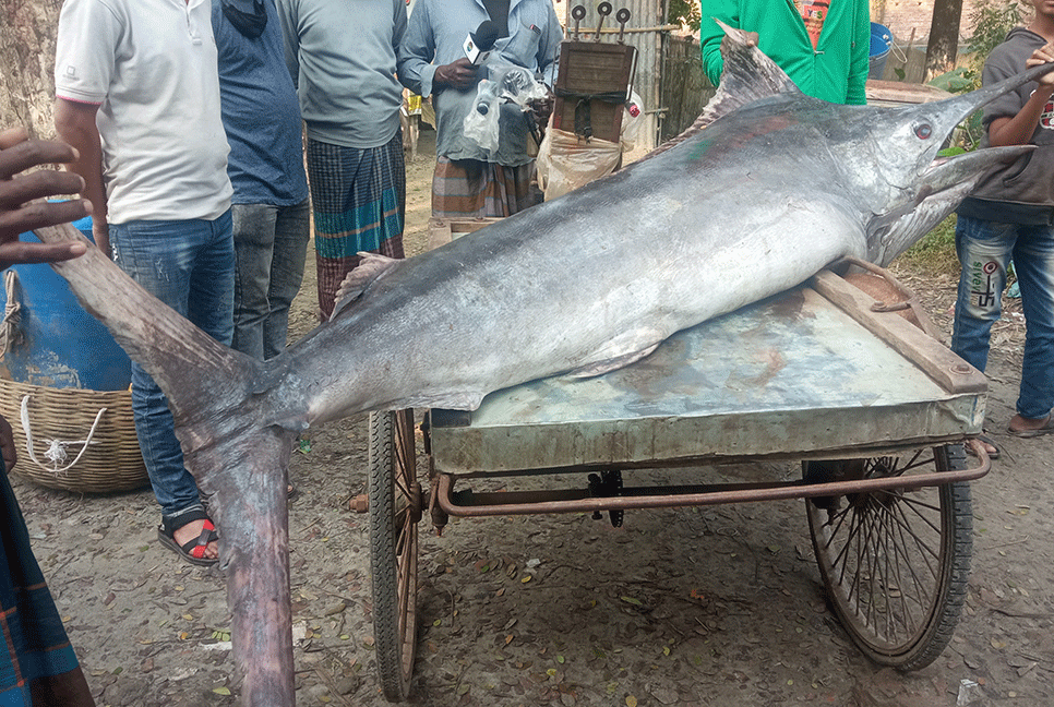 বঙ্গোপসাগরে জেলের জালে 'গোলপাতা' মাছ