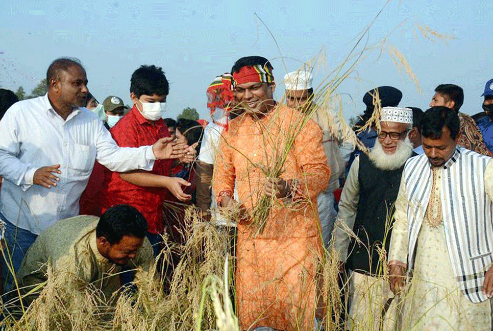 রংপুরে নবান্ন উৎসবে ধান কাটলেন ডিসি