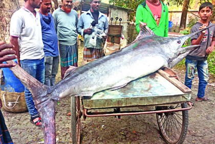 সাগরে ধরা পড়ল ৪ মণ ওজনের গোলপাতা মাছ
