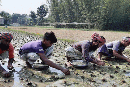 চলনবিলে রসুনে স্বপ্ন বুনছেন কৃষক