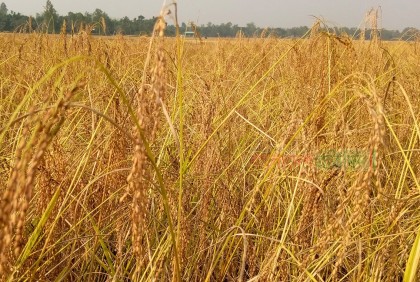 সুগন্ধি ধানের সুবাসে কৃষকের মুখে হাসি 